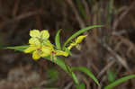 Lanceleaf loosestrife